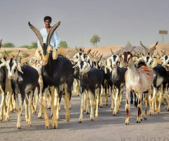 Sindhi Goats