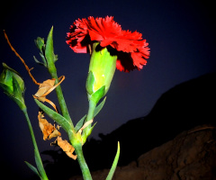 Magestic Carnation 