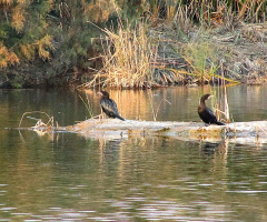 Cormorants at our pond 