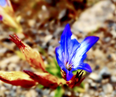 Wild, Chiltan Valley flower