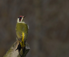 Yeşil ağaçkakan (European Green Woodpecker » Picu)