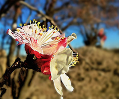 Apple blossom 