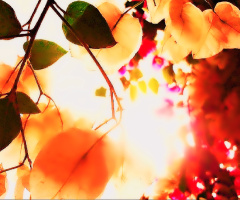 Sun & Bougainvillea playing Peekaboo