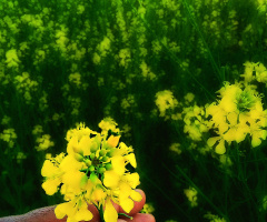 Mustard Field in bloom 