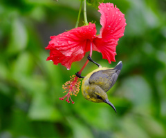 another pose Sun Bird