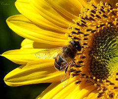 sunflower and bee