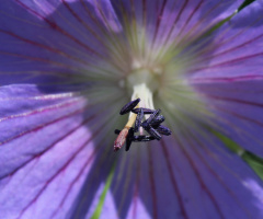 Purple Beauty