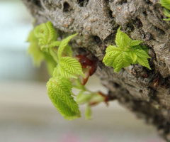 Leafs in Spring