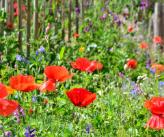 haşhaş / poppy