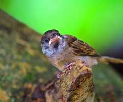 Sparrow 1