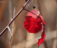 Color of last spring