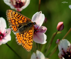 Short, beautiful and colorful life !