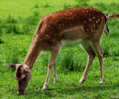 Geyikçe