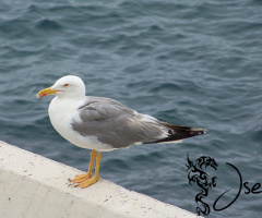 Seagull