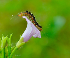 The above flowers