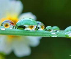 Morning Dew.