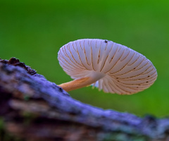 Fungus