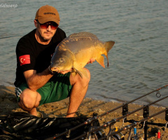 Mirror Carp