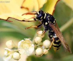 Macro Bee