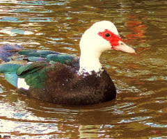 Duck on Fake Lake