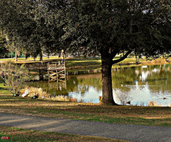 Ducks on the Fake Lake