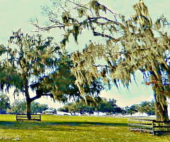 Haunted Tree Horse Farm