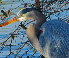 Heron 3