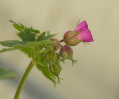 geranium