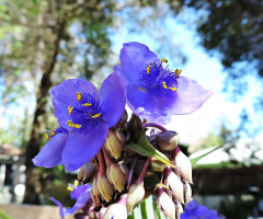 Spiderwort