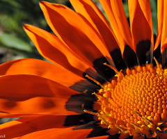 Gazania