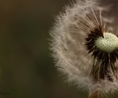 Fly away dandelion