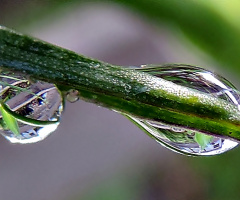 Dew Drops Refracting