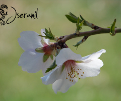 The almond blossom