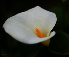 Calla