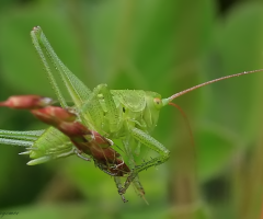 Grasshopper