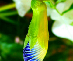 blue hanging bud