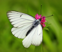 Aporia crataegi / Alıçbeyazı / Black-veined White