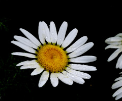 yağmur ve papatya