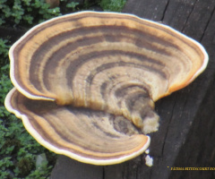 Shell  On Wood !
