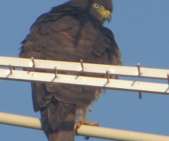 Watchful Falcon !