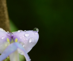 water drops