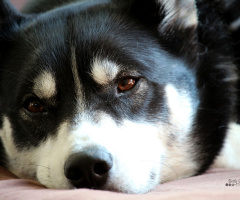 Siberian Husky