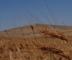 Buğday başağı