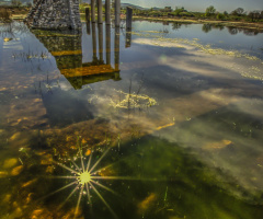 Golden Reflection