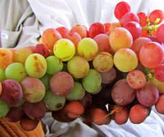 Grapes from Balochistan