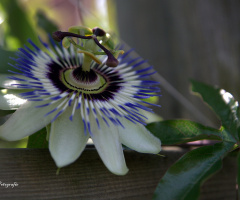 Passionflower