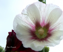 hollyhock (Alcea)