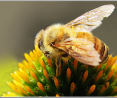 Bee on Echinacea