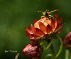 wasp on a flower