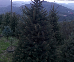 mavi ladin ve manzara